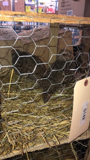 Pair Hungarian Partridge - Permit