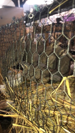 6 Chukar Partridge - Permit