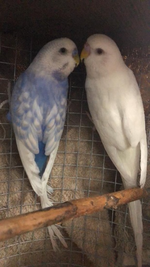 Breeding Pair Of Parakeets