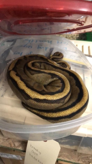 Female Genetic Stripe Python - 1 1/2 Yrs Old
