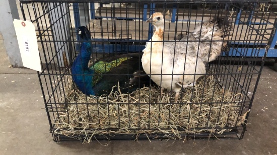 Breeding Pair Black Shoulder Peafowl W/ Cage