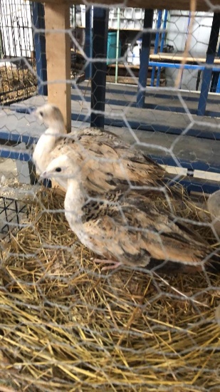 Pair Black Shoulder Peafowl