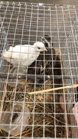 Pair Bobwhite Quail W/ Permit