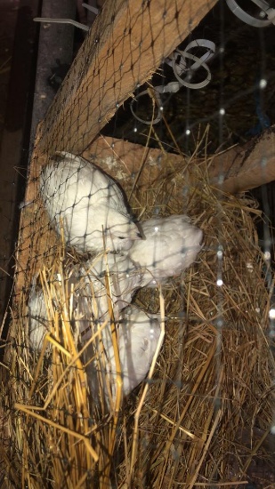 4 Snowflake Bobwhite Quail - Unsexed W/ Permit