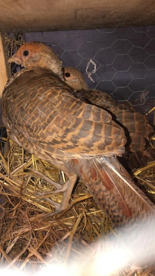 Pair Red Gold Splash Pheasants