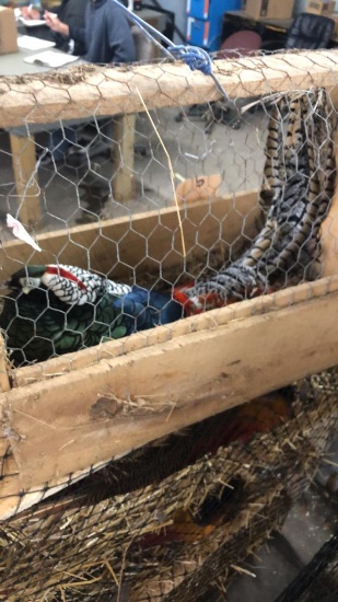 Lady Amherst Male Pheasant