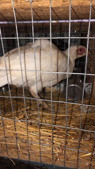 Pair White Ringneck Pheasants W/ Permit