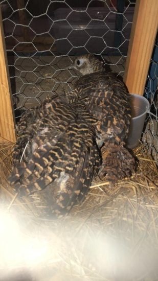 Pair Young Lady Amherst Pheasants