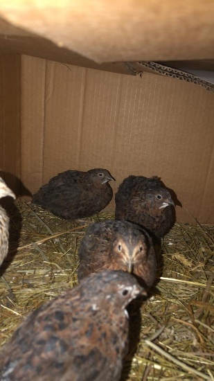 6 Mixed Celadon Quail