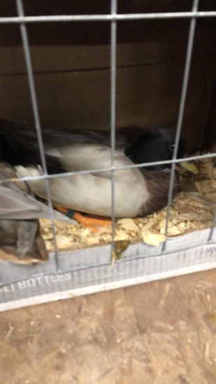 Pair Blue Fawn Call Ducks