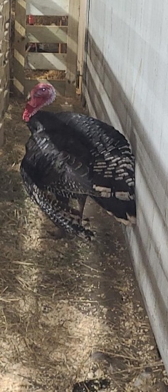 Broad Breasted Bronze Tom Turkey
