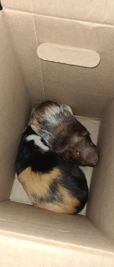 Pair Guinea Piges