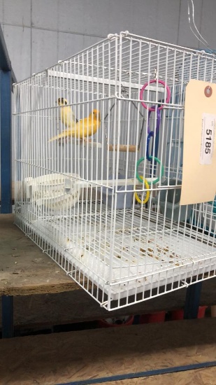 Pair Canaries (friendly) - 1 1/2 Yr Old