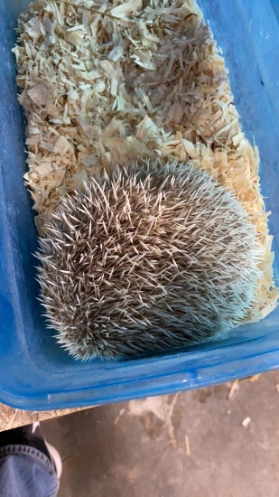 Young Hedgehog