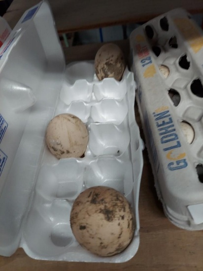 3 Fertile Peafowl Eggs