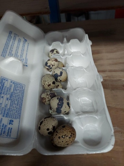 1 Doz Fertile Coturnix Quail Eggs