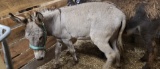 Gray Jack Donkey - 5 Yrs Old - Name: Dino