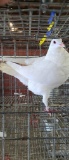 Utility King Male Pigeon