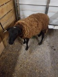 Black & Brown Ewe