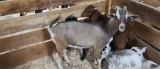 Alpine Cross Billy