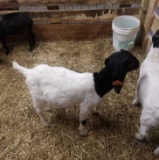 Black Head Boer Wether