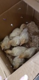 7 White Turkey Poults - 3 Wks Old
