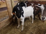 Black Head Boer Nanny
