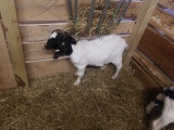Moonspot Boer Nanny