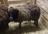 Ewe Sheep