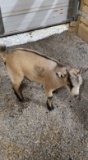 Black & Brown Pygmy Billy - 3 Mos Old