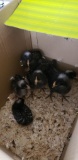 7 Barred Rock Chicks - 2 Wks Old