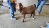 Boer Nanny - 7 Mos Old - Name: Ember