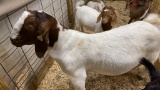 Boer Bred Nanny - Bred To A Papered Billy