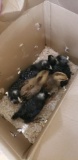 5 Barred Rock Chicks & 2 Mixed Chicks - 2 Wks Old