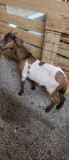Brown & White Kiko Cross Billy