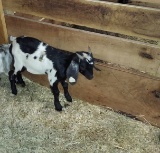 Black & White Nubian Cross Billy