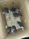6 Pearl Guinea Keets - 2 Wks Old
