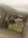 5 Banty Chicks