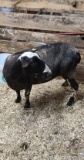 Black & White Ewe