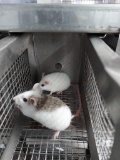 Pair African Soft Fur Rats - Need Container