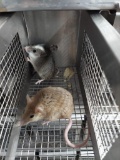 Pair African Soft Fur Rats - Need Container