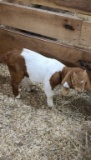 Boer Billy