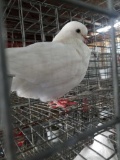 Unsexed Pigeon