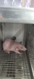 Female Hairless Rat - Need Container
