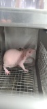 Female Hairless Rat - Need Container