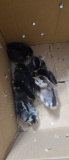 7 Wyandotte Chicks
