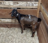 Dappled Boer Nanny