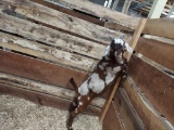 Dappled Boer Billy