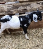 Dappled Boer Billy