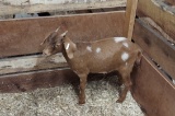 Dappled Boer Nanny